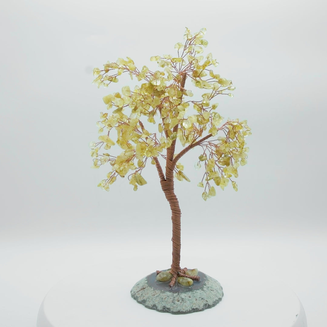 Tree of Life