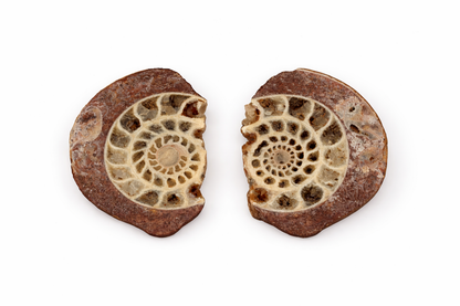 Ammonite
