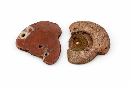 Ammonite