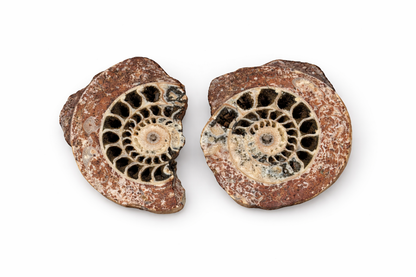 Ammonite
