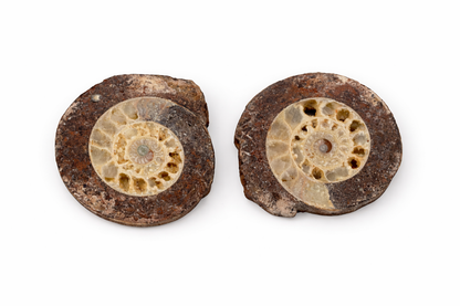 Ammonite