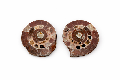Ammonite