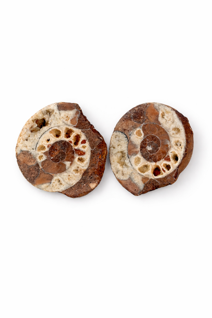 Ammonite