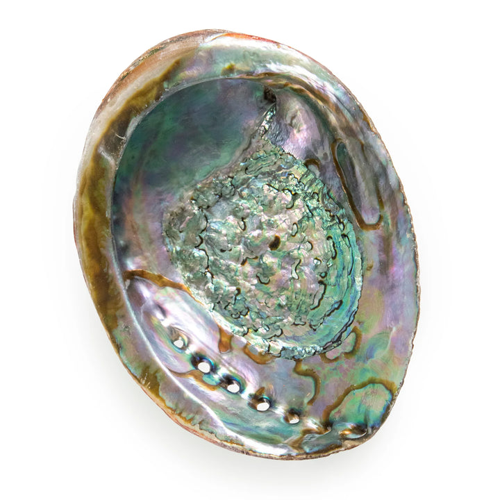 Abalone Shell