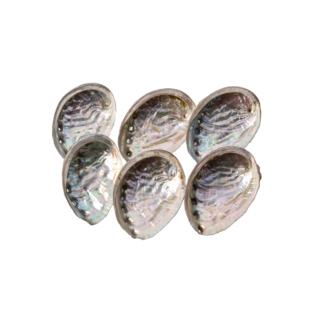 Abalone Shell